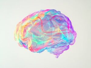 Neural path ways in the brain