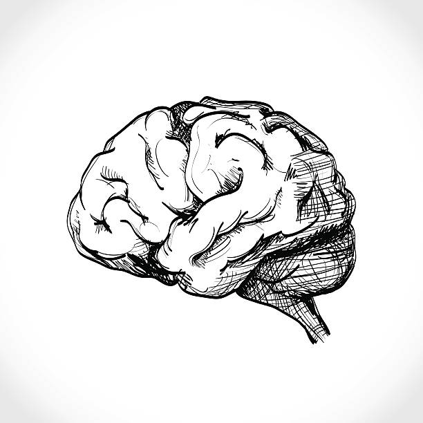 sketch of brain
